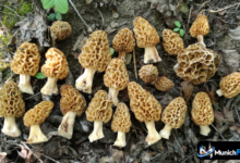 Morchel Pilz