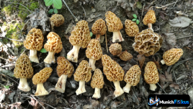 Morchel Pilz