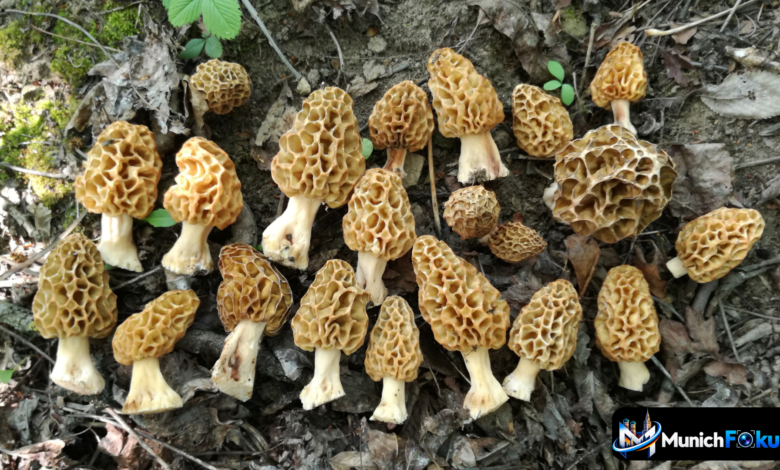 Morchel Pilz
