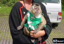Affe als Haustier