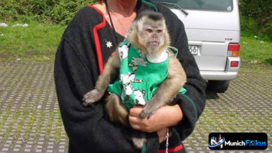 Affe als Haustier