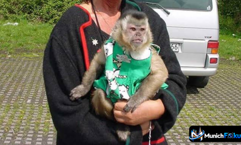 Affe als Haustier